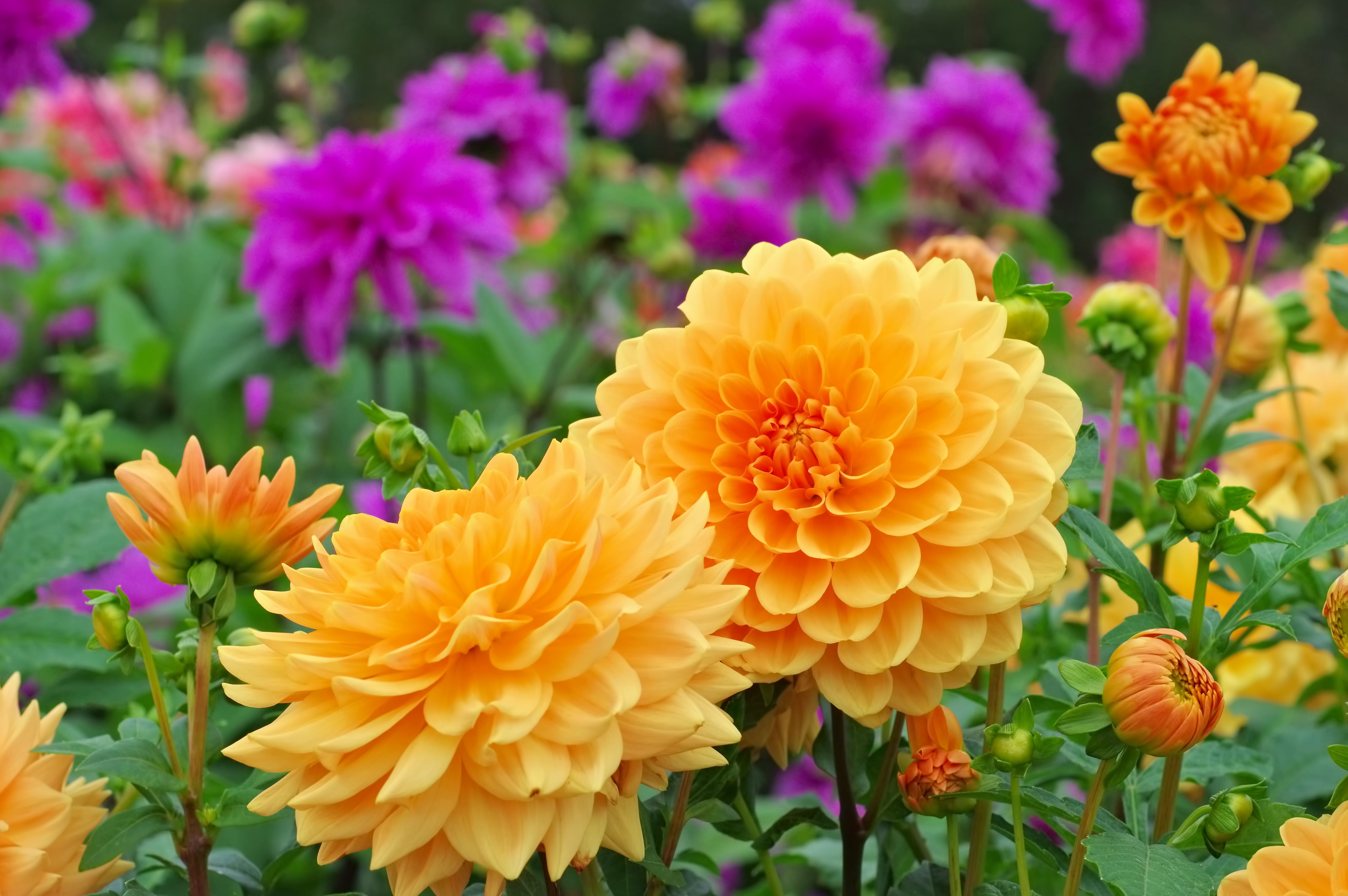 dahlia-is-called-orange-garden-royalty-free-image-512882246-1554743133